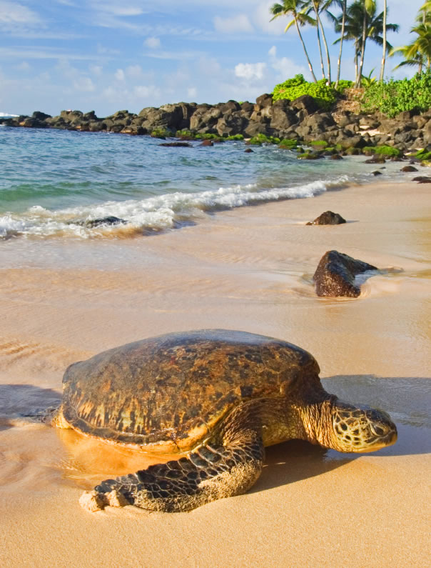 20070625-Turtle